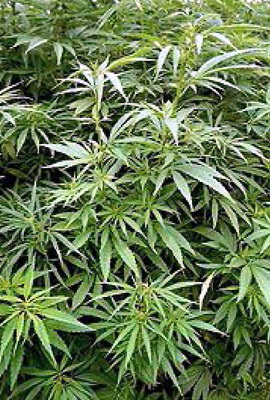 Конопля посевная - Cannabis Sativa