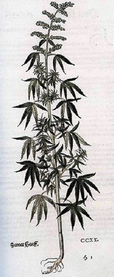 Конопля индийская - Cannabis Indica