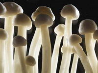 грибы-галлюциногены